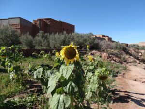 Ait Ben Haddou girasol